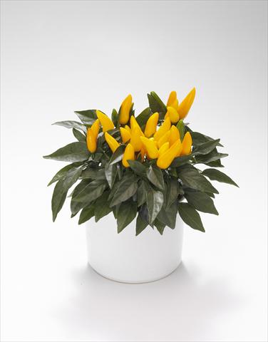 Photos von Blumenvarianten benutzt als: Ampel/Topf Capsicum annuum Favorit Yellow