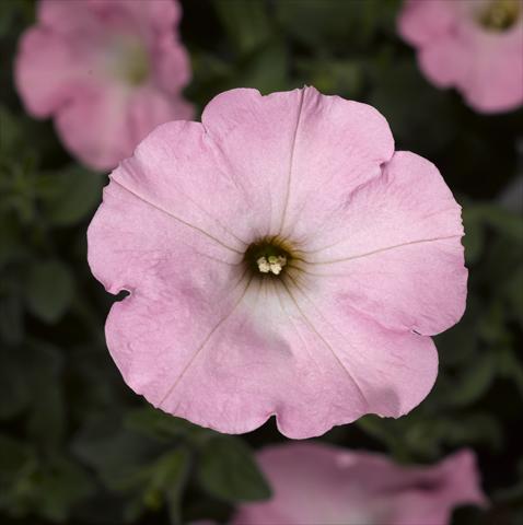 Photos von Blumenvarianten benutzt als: Topf und Beet Petunia hybrida Sanguna Sweet Pink