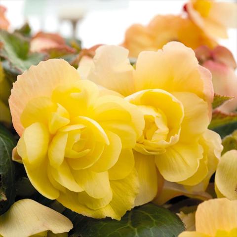 Photos von Blumenvarianten benutzt als: Topf und Beet Begonia tuberhybrida Illumination® Lemon F1