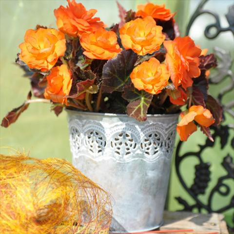 Photos von Blumenvarianten benutzt als: Topf Begonia tuberhybrida Nonstop® Serie Mocca Bright Orange F1
