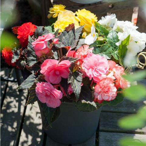Photos von Blumenvarianten benutzt als: Topf Begonia tuberhybrida Nonstop® Serie Mocca Mix F1