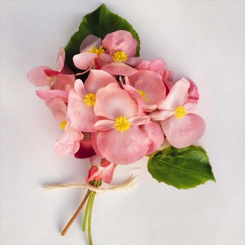 Photos von Blumenvarianten benutzt als: Topf und Beet Begonia x benariensis BIG® Pink Green Leaf  F1