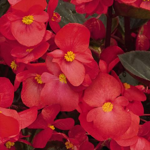 Photos von Blumenvarianten benutzt als: Topf und Beet Begonia x benariensis BIG® Red Bronze Leaf F1