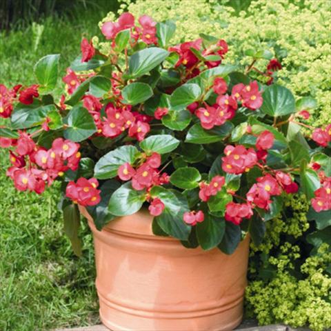 Photos von Blumenvarianten benutzt als: Topf und Beet Begonia x benariensis BIG® Red Green Leaf F1