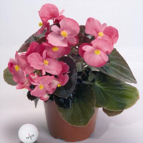 Photos von Blumenvarianten benutzt als: Topf und Beet Begonia x benariensis BIG® Rose Bronze Leaf F1