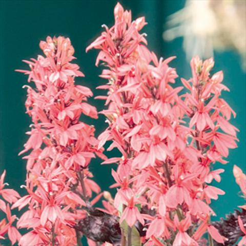 Photos von Blumenvarianten benutzt als: Beet- / Rabattenpflanze Lobelia speciosa Fan® Salmon