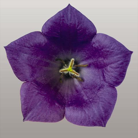 Photos von Blumenvarianten benutzt als: Beet- / Rabattenpflanze Campanula carpatica Pearl Deep Blue F1