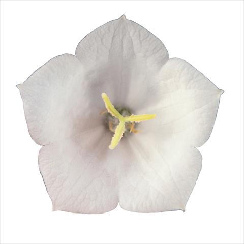 Photos von Blumenvarianten benutzt als: Beet- / Rabattenpflanze Campanula carpatica Pearl White Pearl F1