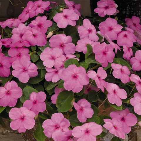 Photos von Blumenvarianten benutzt als: Beet- / Rabattenpflanze Impatiens walleriana Lollipop™ Bubblegum Pink F1