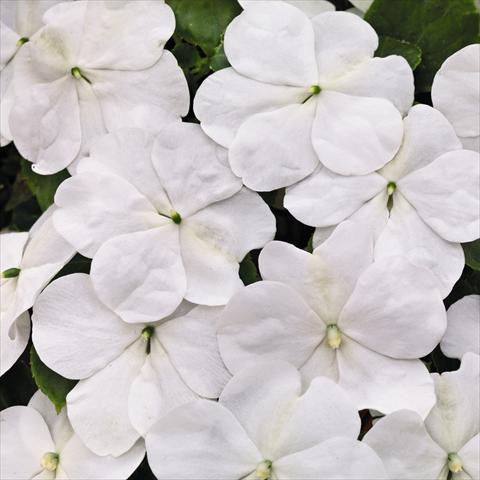 Photos von Blumenvarianten benutzt als: Topf und Beet Impatiens walleriana Lollipop™ Coconut White F1