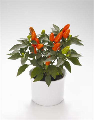 Photos von Blumenvarianten benutzt als: Ampel/Topf Capsicum annuum Karneval Deep Orange