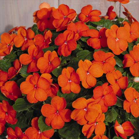 Photos von Blumenvarianten benutzt als: Topf und Beet Impatiens walleriana Lollipop™ Orange F1