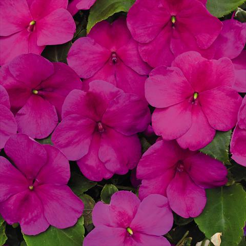 Photos von Blumenvarianten benutzt als: Topf und Beet Impatiens walleriana Lollipop™ Raspberry Violet F1