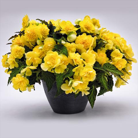 Photos von Blumenvarianten benutzt als: Topf und Beet Begonia tuberhybrida Nonstop® JOY Yellow F1