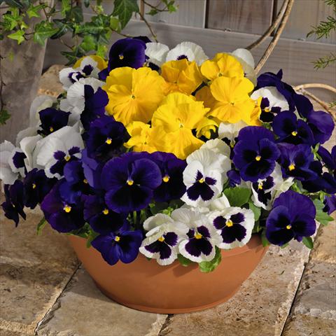 Photos von Blumenvarianten benutzt als: Topf und Beet Viola wittrockiana Inspire® DeluXXe F1 Blueberry Mix