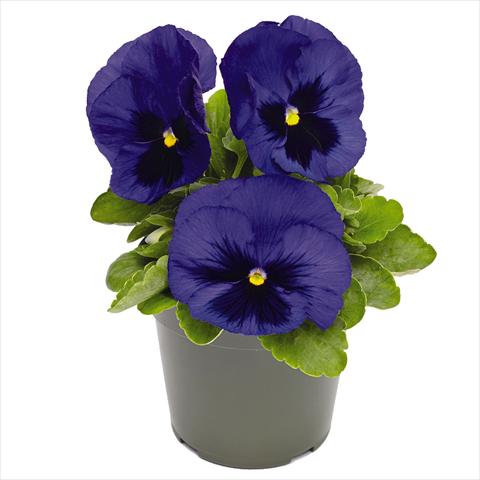 Photos von Blumenvarianten benutzt als: Topf und Beet Viola wittrockiana Inspire® DeluXXe F1 Deep-Blue-Blotch