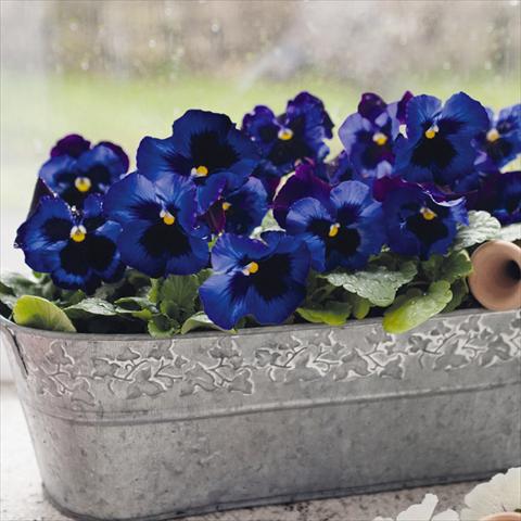 Photos von Blumenvarianten benutzt als: Topf und Beet Viola wittrockiana Inspire® F1 DeluXXe Denim