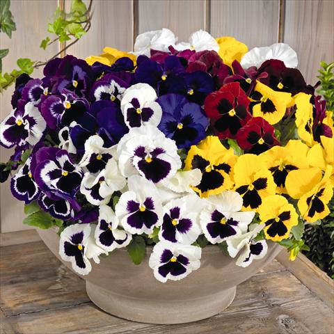 Photos von Blumenvarianten benutzt als: Topf und Beet Viola wittrockiana Inspire® F1 DeluXXe Maxi Mix