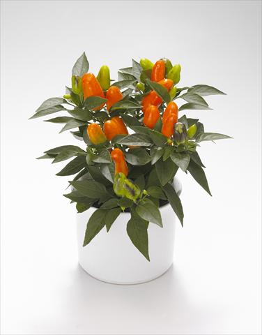 Photos von Blumenvarianten benutzt als: Ampel/Topf Capsicum annuum Karneval Orange