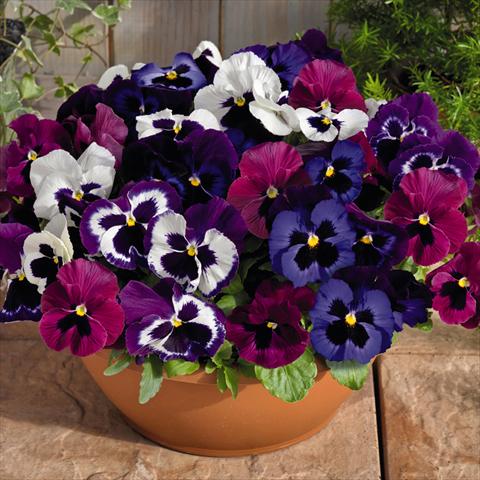 Photos von Blumenvarianten benutzt als: Topf und Beet Viola wittrockiana Inspire® F1 DeluXXe Mulberry Mix