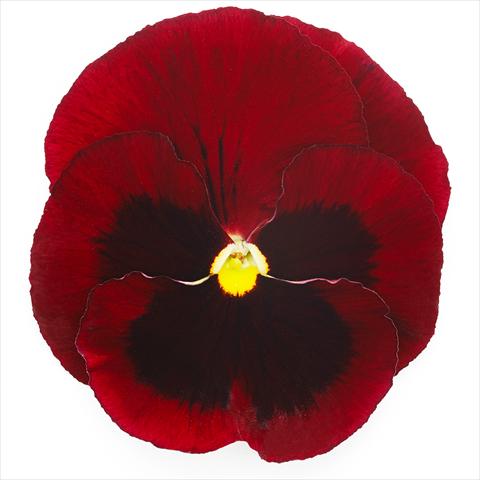 Photos von Blumenvarianten benutzt als: Topf und Beet Viola wittrockiana Inspire® F1 DeluXXe Red Blotch