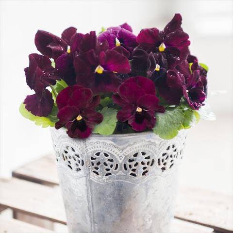 Photos von Blumenvarianten benutzt als: Topf und Beet Viola wittrockiana Inspire® F1 DeluXXe Rose Blotch