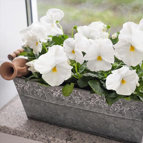 Photos von Blumenvarianten benutzt als: Topf und Beet Viola wittrockiana Inspire® F1 DeluXXe White