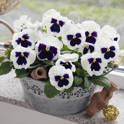 Photos von Blumenvarianten benutzt als: Topf und Beet Viola wittrockiana Inspire® F1 DeluXXe White Blotch