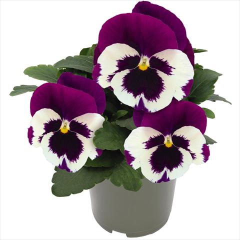 Photos von Blumenvarianten benutzt als: Topf und Beet Viola wittrockiana Inspire® F1 DeluXXe White Violet Wing