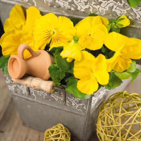 Photos von Blumenvarianten benutzt als: Topf und Beet Viola wittrockiana Inspire® F1 DeluXXe Yellow