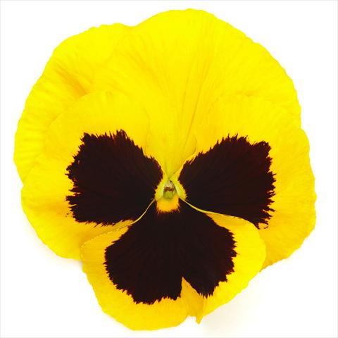 Photos von Blumenvarianten benutzt als: Topf und Beet Viola wittrockiana Inspire® F1 DeluXXe Yellow Blotch