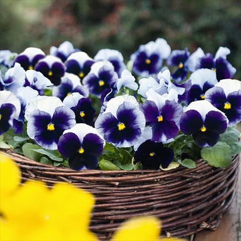 Photos von Blumenvarianten benutzt als: Topf und Beet Viola wittrockiana Inspire® F1 PLUS Beaconsfield
