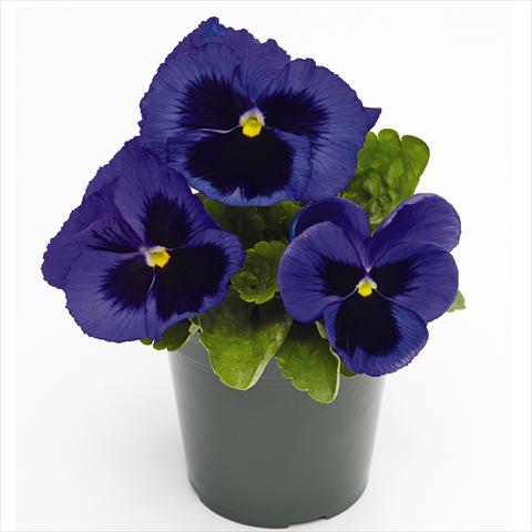 Photos von Blumenvarianten benutzt als: Topf und Beet Viola wittrockiana Inspire® F1 PLUS Blue Blotch