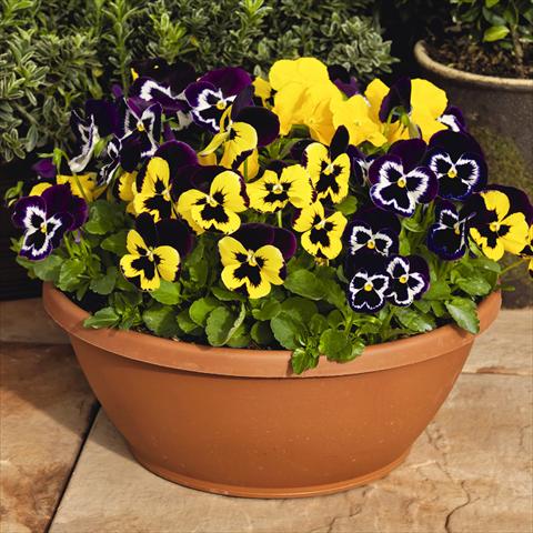 Photos von Blumenvarianten benutzt als: Topf und Beet Viola wittrockiana Inspire® F1 PLUS Mardi Gras Mix