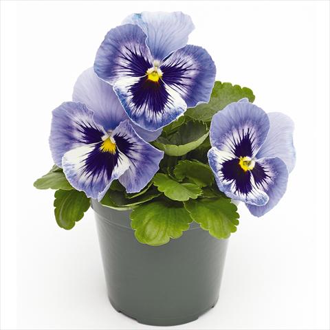 Photos von Blumenvarianten benutzt als: Topf und Beet Viola wittrockiana  F1 Inspire® Serie PLUS Marina