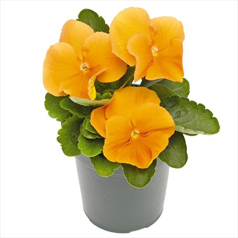 Photos von Blumenvarianten benutzt als: Topf und Beet Viola wittrockiana Inspire® F1 PLUS Orange
