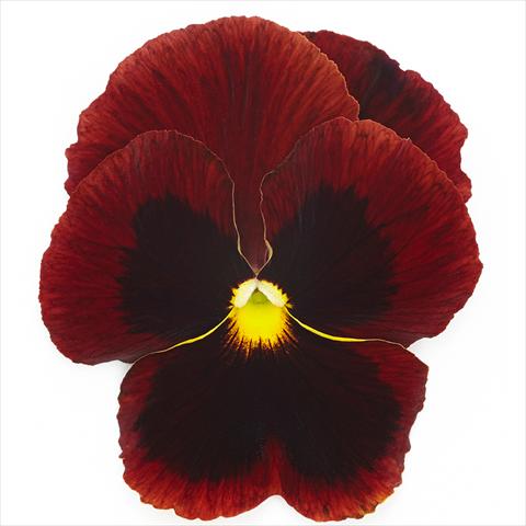 Photos von Blumenvarianten benutzt als: Topf und Beet Viola wittrockiana Inspire® F1 PLUS Red Blotch