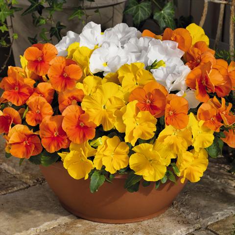 Photos von Blumenvarianten benutzt als: Topf und Beet Viola wittrockiana Inspire® F1 PLUS Sunny Day Mix