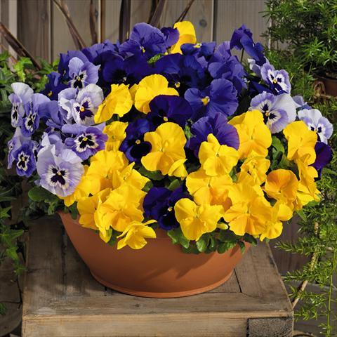 Photos von Blumenvarianten benutzt als: Topf und Beet Viola wittrockiana Inspire® F1 PLUS Sun n Surf Mix