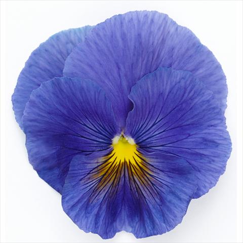 Photos von Blumenvarianten benutzt als: Topf und Beet Viola wittrockiana Inspire® F1 PLUS True Blue