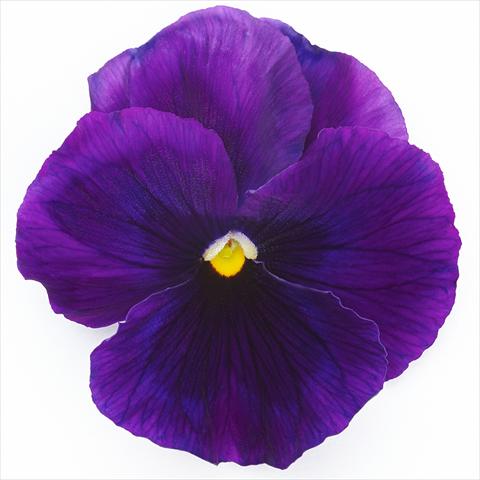 Photos von Blumenvarianten benutzt als: Topf und Beet Viola wittrockiana Inspire® F1 PLUS Violet