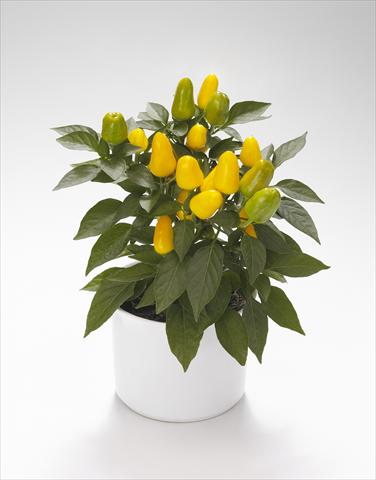 Photos von Blumenvarianten benutzt als: Ampel/Topf Capsicum annuum Karneval Yellow