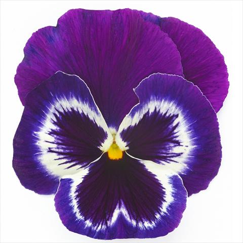 Photos von Blumenvarianten benutzt als: Topf und Beet Viola wittrockiana Inspire® F1 PLUS Violet Face