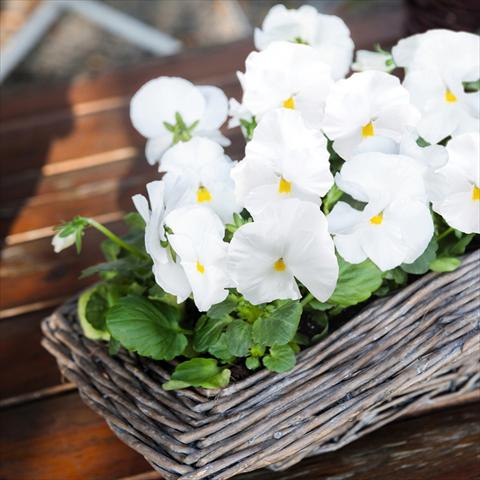 Photos von Blumenvarianten benutzt als: Topf und Beet Viola wittrockiana Inspire® F1 PLUS White