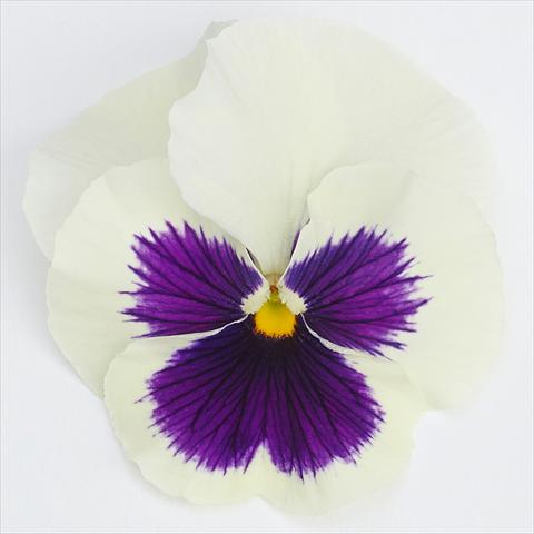 Photos von Blumenvarianten benutzt als: Topf und Beet Viola wittrockiana  F1 Inspire® Serie PLUS White Blotch