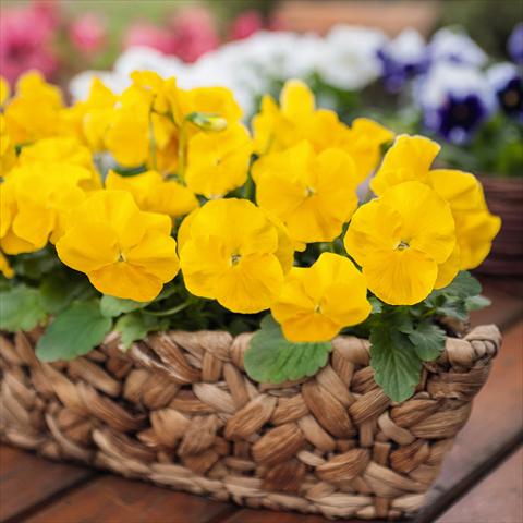 Photos von Blumenvarianten benutzt als: Topf und Beet Viola wittrockiana Inspire® F1 PLUS Yellow