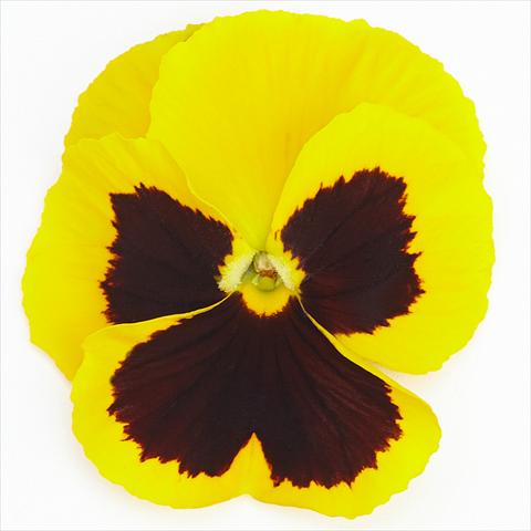 Photos von Blumenvarianten benutzt als: Topf und Beet Viola wittrockiana Inspire® F1 PLUS Yellow Blotch