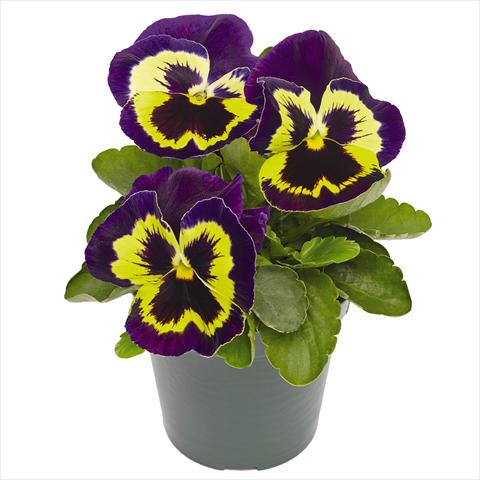 Photos von Blumenvarianten benutzt als: Topf und Beet Viola wittrockiana Inspire® F1 PLUS Yellow Purple Face