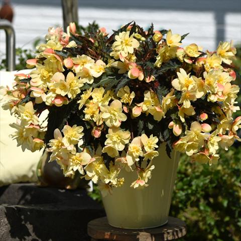 Photos von Blumenvarianten benutzt als: Topf Begonia boliviensis Unbelievable Tweetie Pie