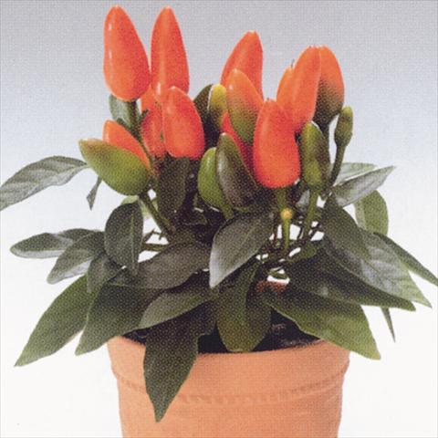 Photos von Blumenvarianten benutzt als: Ampel/Topf Capsicum annuum Salsa Dark Orange